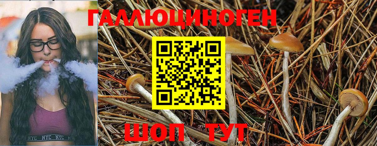 Псилоцибиновые грибы прущие грибы Бор